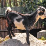 小さい子供と楽しいふれあい動物園