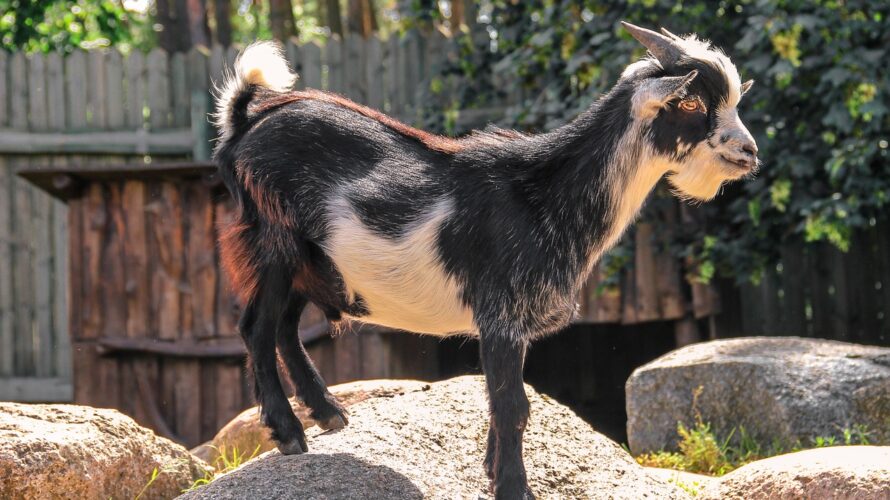 小さい子供と楽しいふれあい動物園